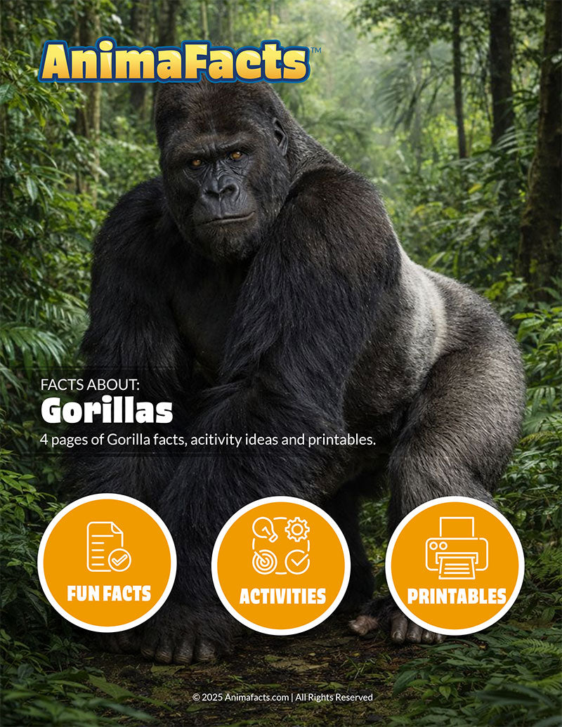 AnimaFacts Gorillas