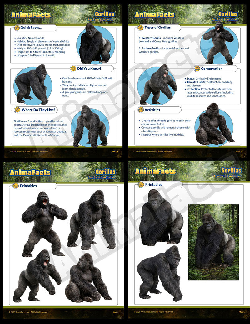 AnimaFacts Gorillas