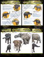 AnimaFacts African Elephants