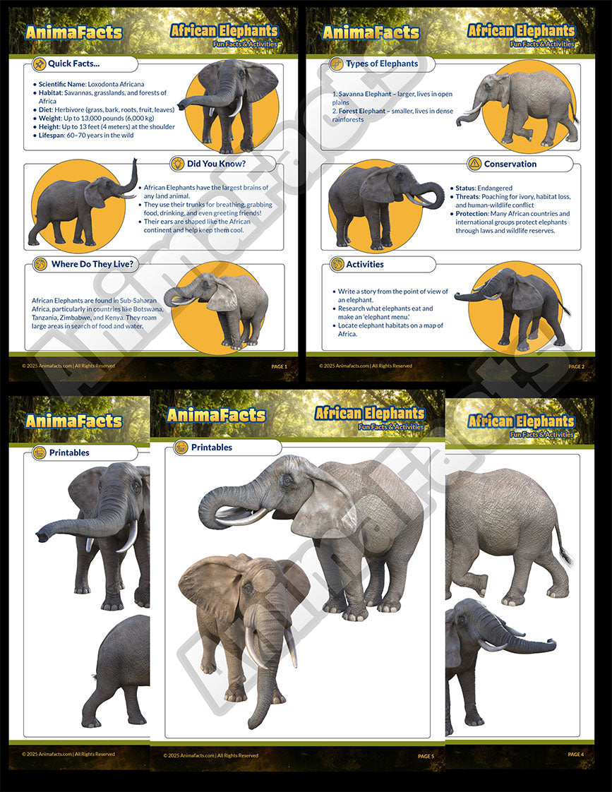 AnimaFacts African Elephants