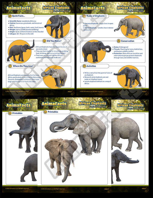 AnimaFacts African Elephants