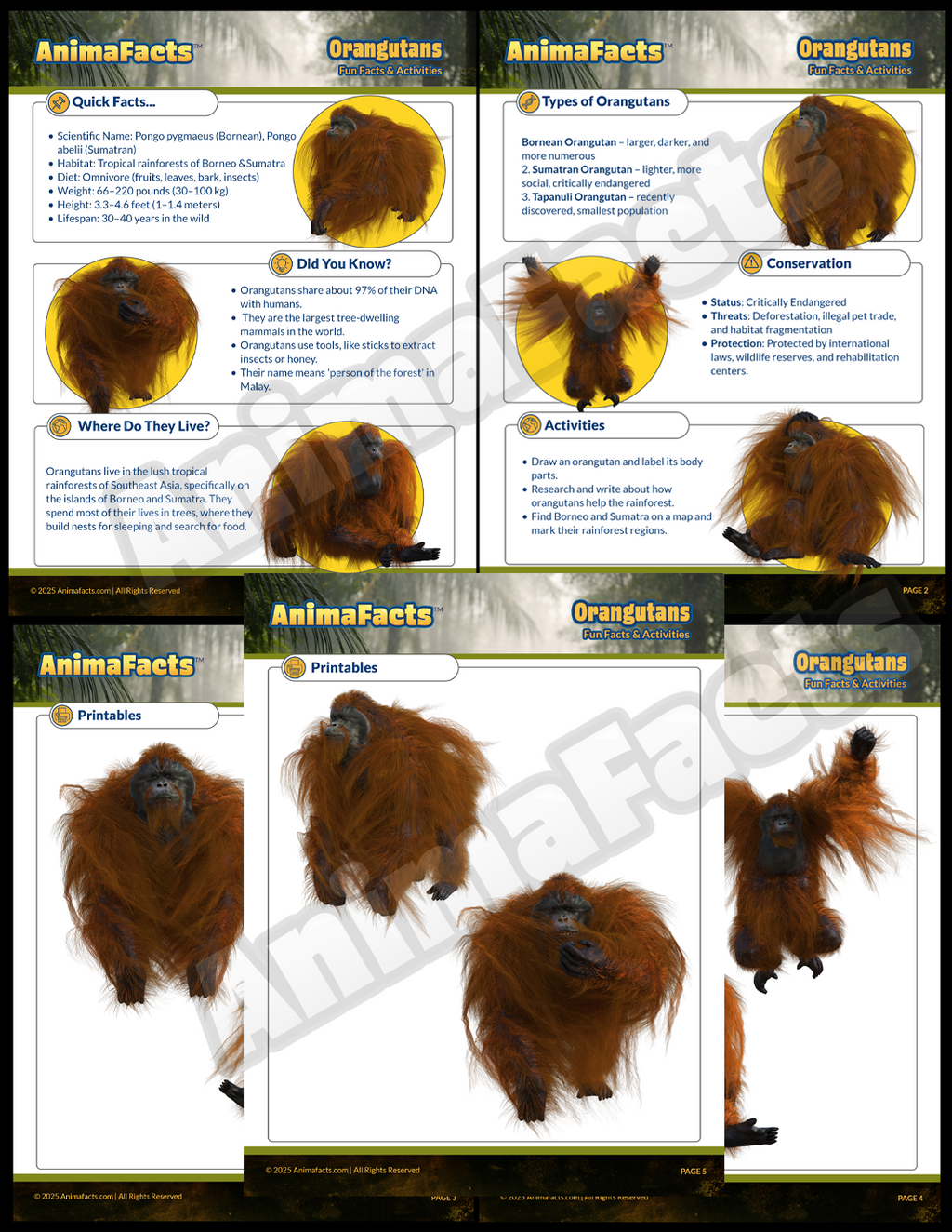 AnimaFacts Orangutans