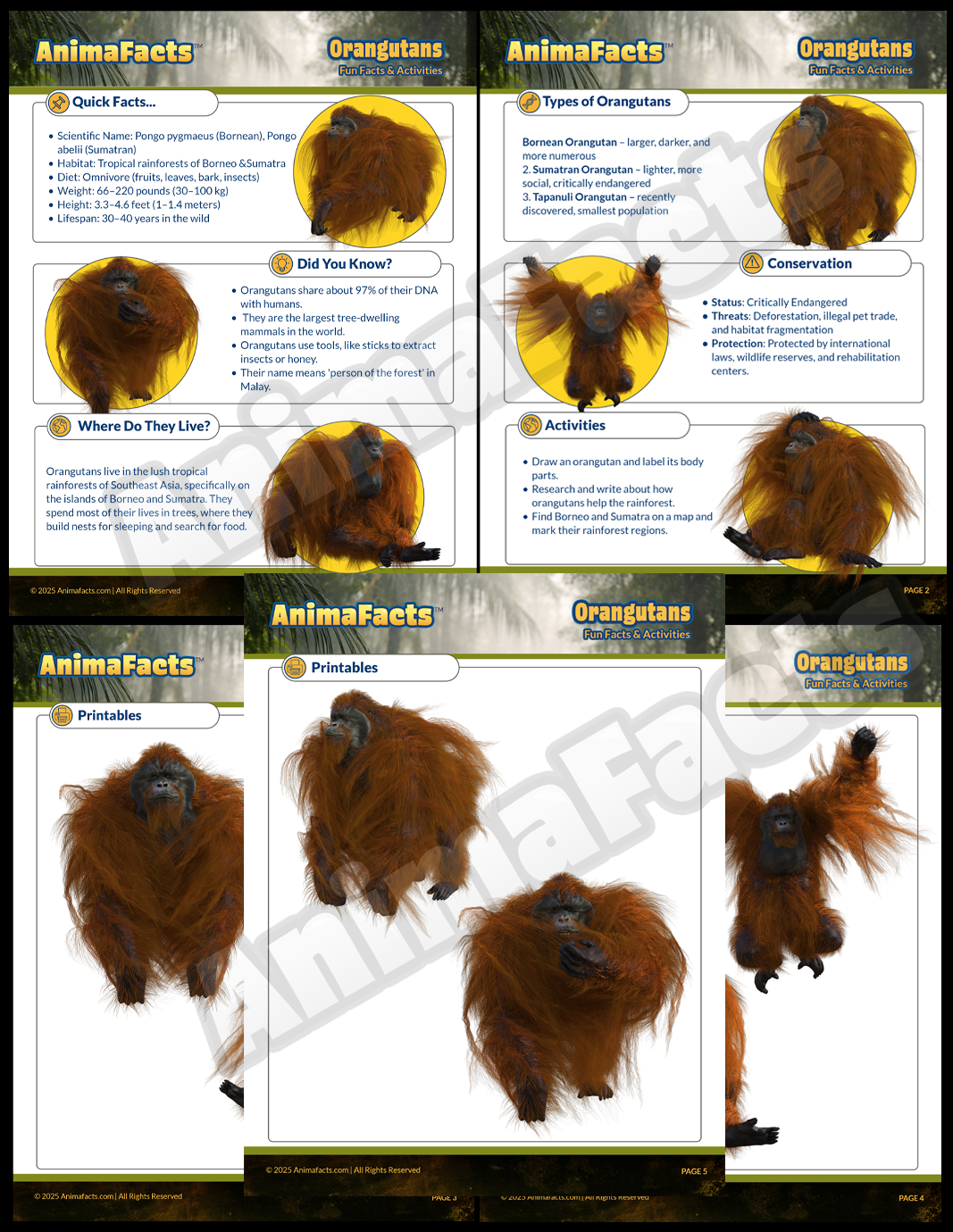 AnimaFacts Orangutans