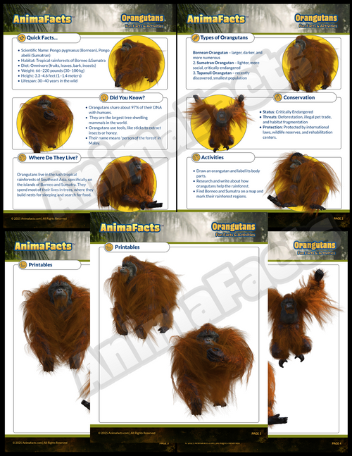 AnimaFacts Orangutans